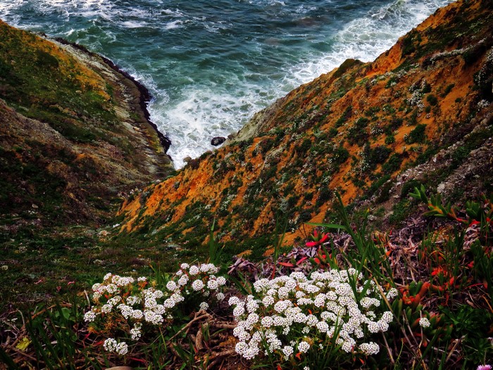 California Coastline with Flowers and Ocean Waves