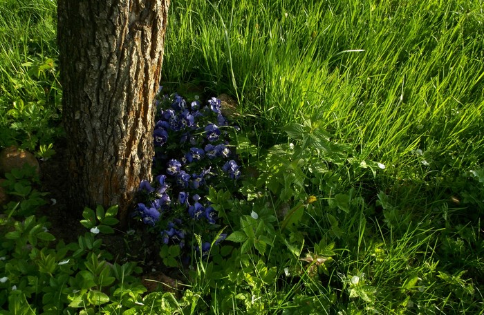 Tree trunk with purple pansies and green grass