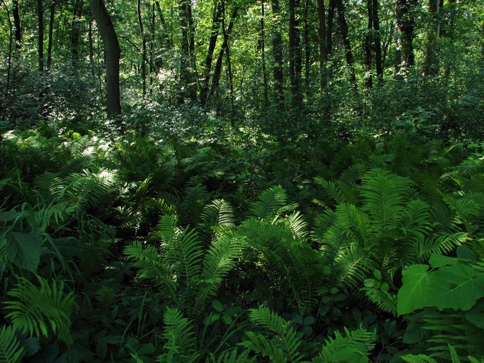 Sunlight filtering through a dense forest with ferns