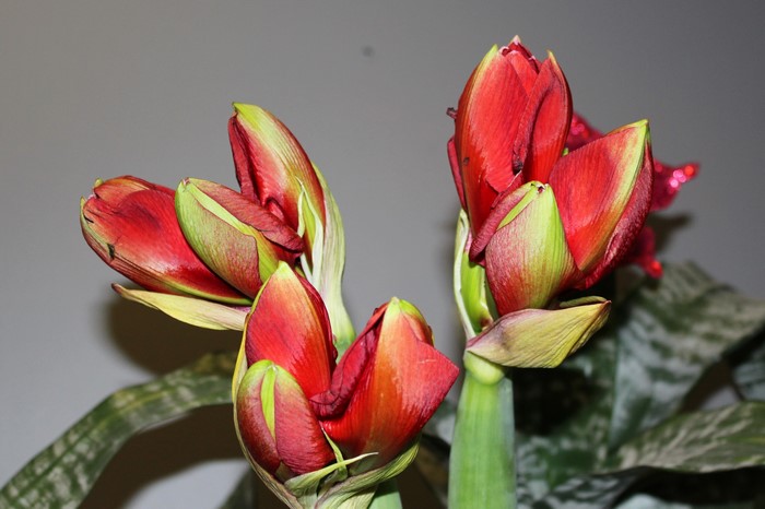 Red Amaryllis Flower Buds