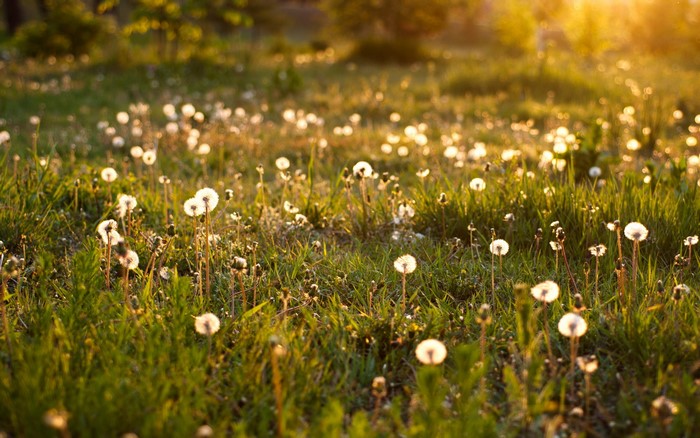 Field of dandelions in golden hour sunlight