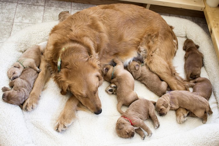 Golden Retriever mother with puppies sleeping