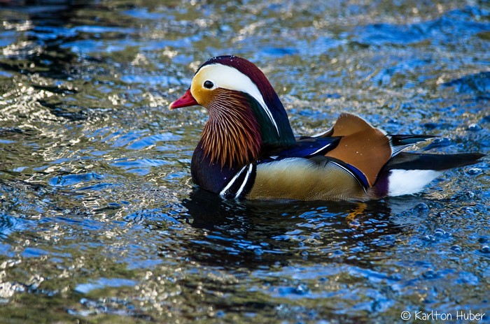 Mandarin duck swimming in water