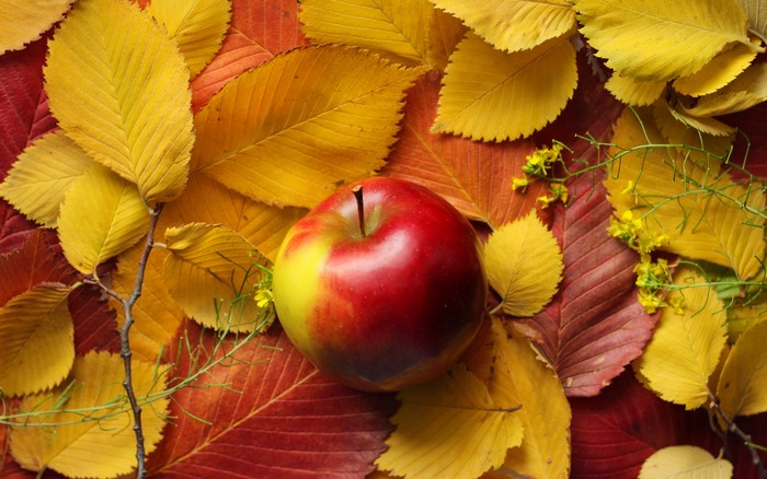 Apple on Autumn Leaves