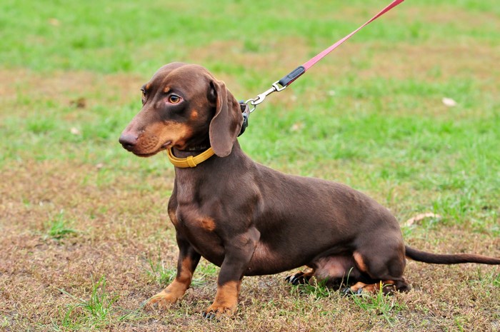 Brown Dachshund on a Leash Outdoors