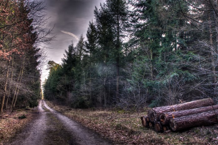 Forest road with felled logs and dramatic sky