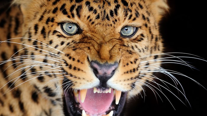 Close-up of a leopard roaring with its mouth open