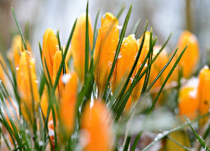 Yellow crocuses with snow