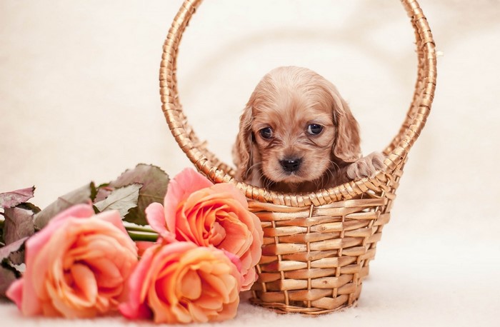 Puppy in a wicker basket with roses