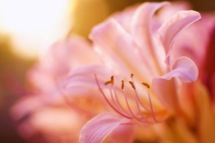 Close-up of a pink lily flower with stamen