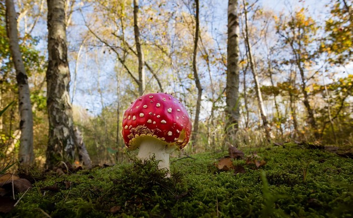 Amanita mushroom in a mossy forest
