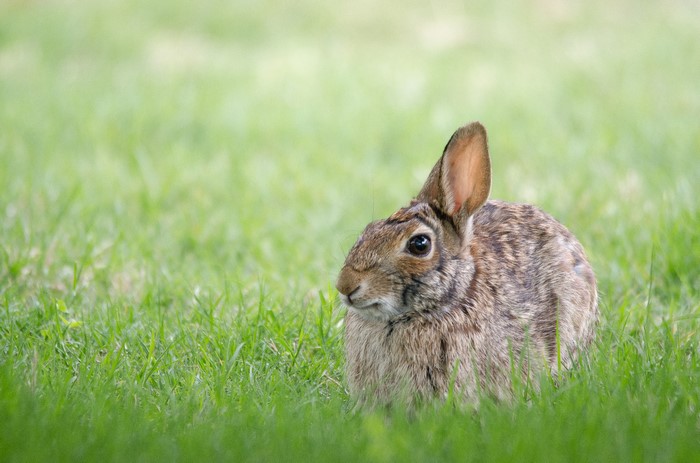 A rabbit sits in green grass