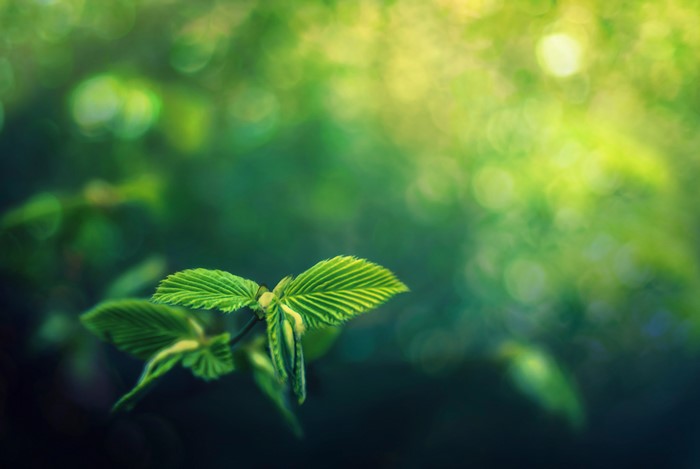 Green Foliage with Bokeh Background