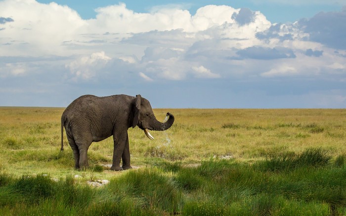Elephant drinking water in a grassy savanna