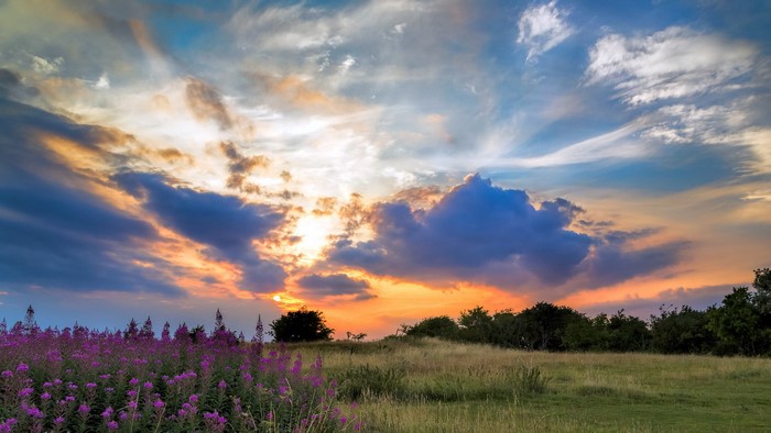 Sunset over a field with purple flowers and clouds