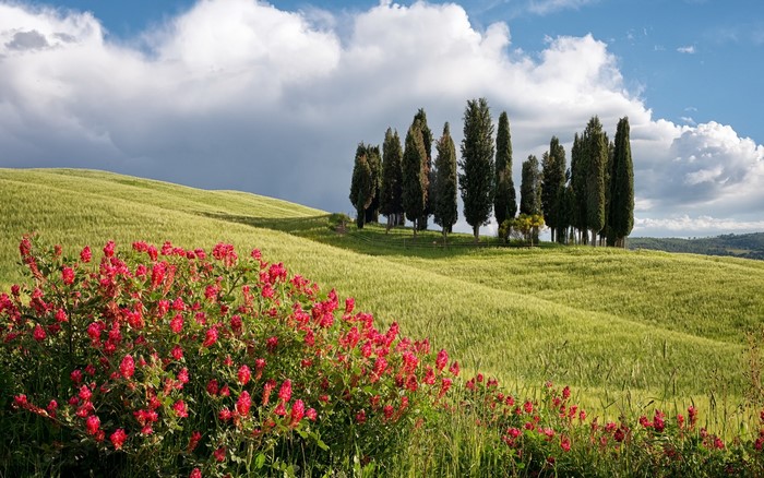 Tuscan Landscape with Cypress Trees and Red Flowers