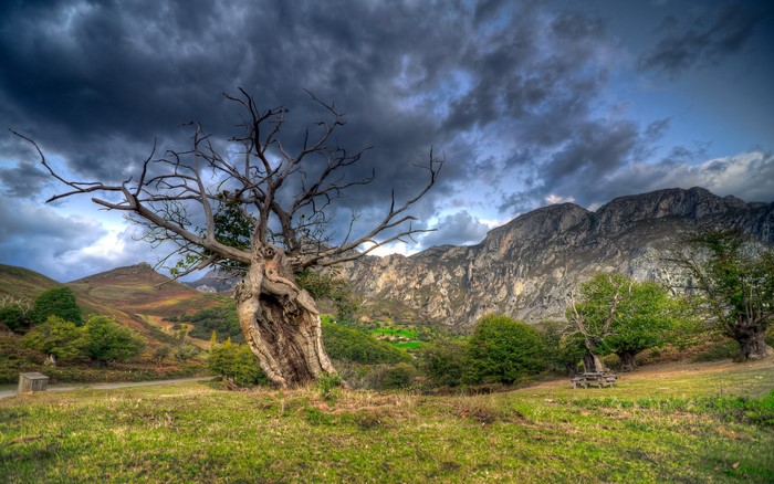 Dead tree in front of mountains under thunderclouds