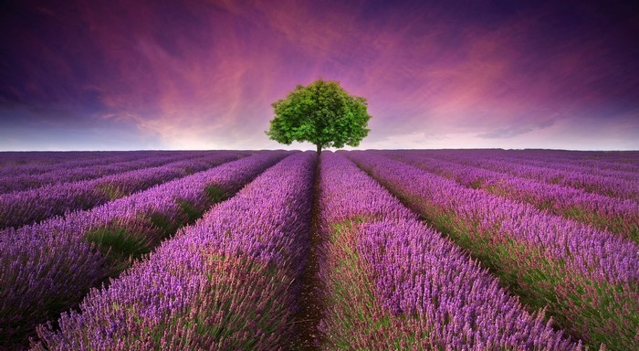 Lavender field with a lone tree at sunset
