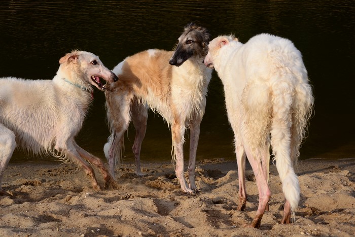 Three Borzoi dogs on a sandy beach