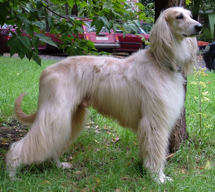 Afghan Hound standing in grass near a tree