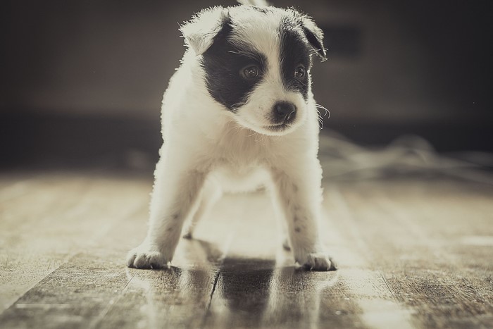 Black and white Border Collie puppy standing on a wooden floor