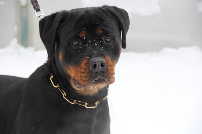 Rottweiler dog in the snow