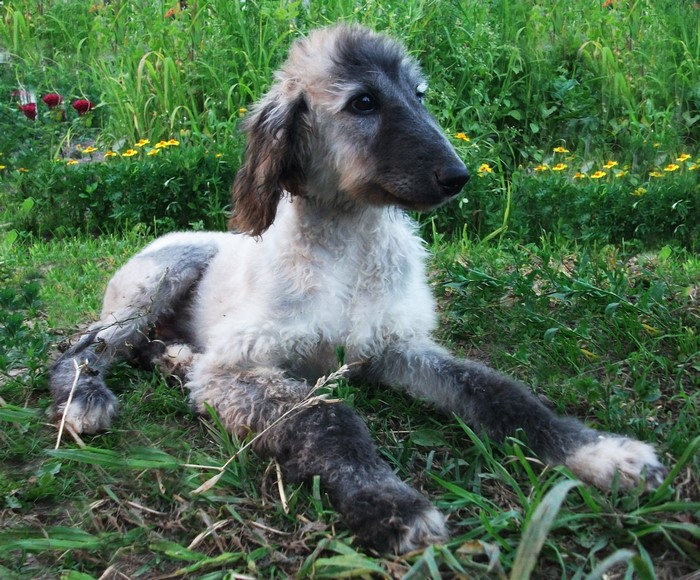 Afghan Hound puppy lying in grass