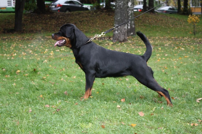 Rottweiler dog on a leash in a park