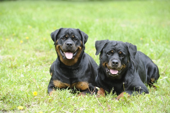 Two Rottweilers Lying on Grass