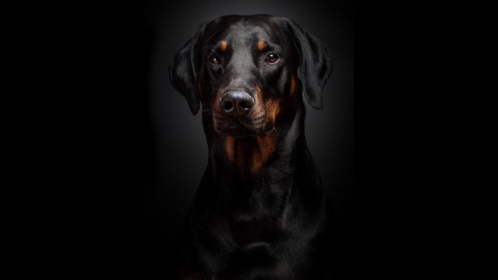 Doberman Pinscher dog portrait