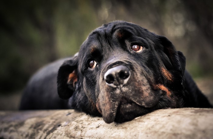 Rottweiler dog resting its head on a surface