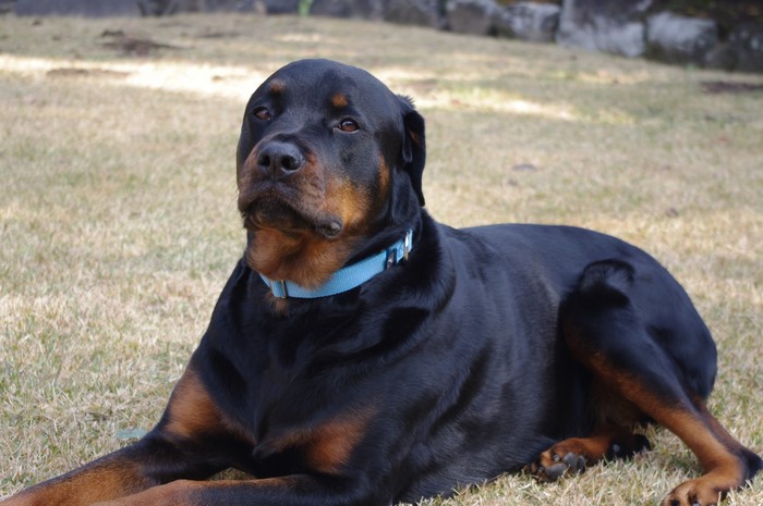 Rottweiler dog lying on grass