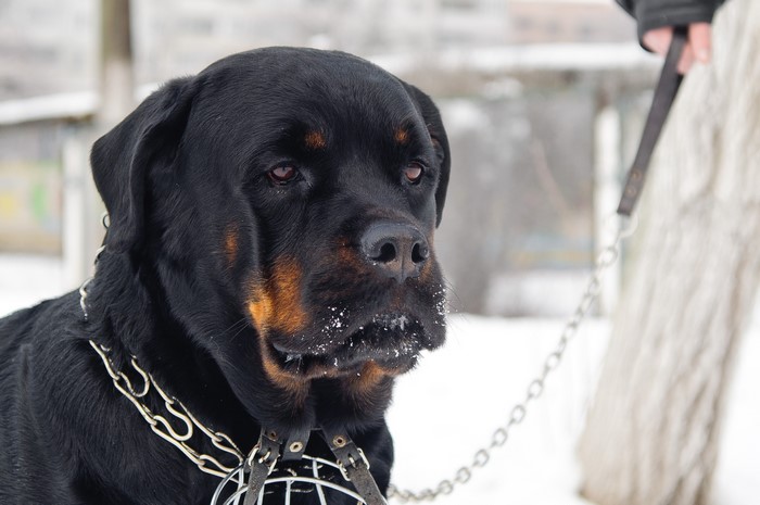 Rottweiler dog with a muzzle and chain collar in winter