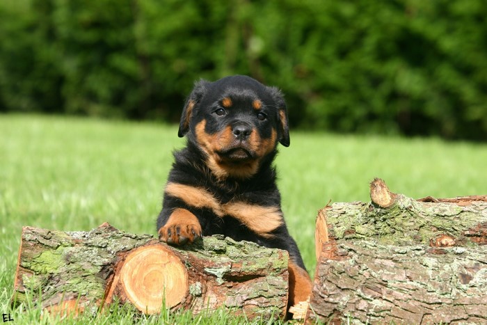 Rottweiler puppy sitting behind logs