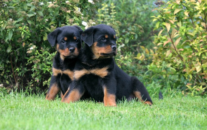 Two Rottweiler puppies sitting on grass
