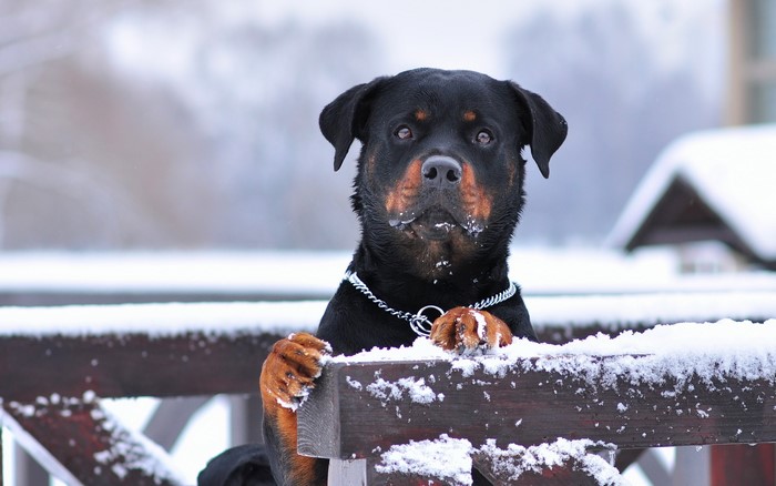 Rottweiler dog in the snow