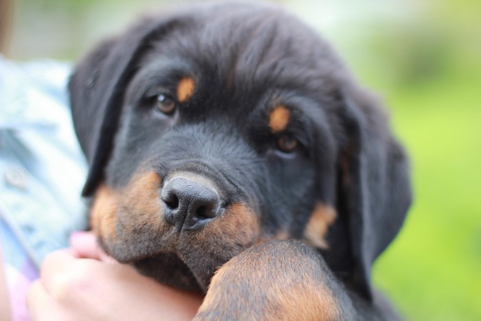 Rottweiler Puppy Close-up