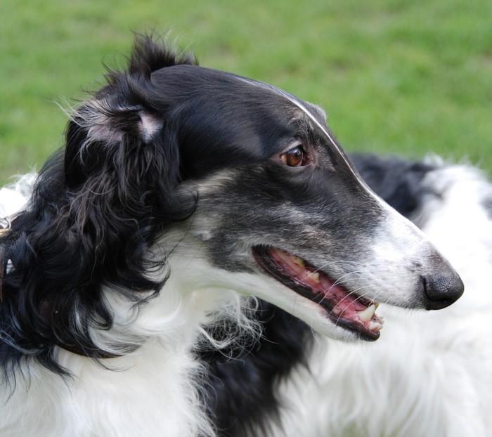 Borzoi dog with black and white fur