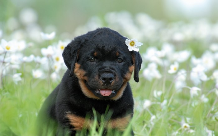 Rottweiler puppy with a flower in its fur