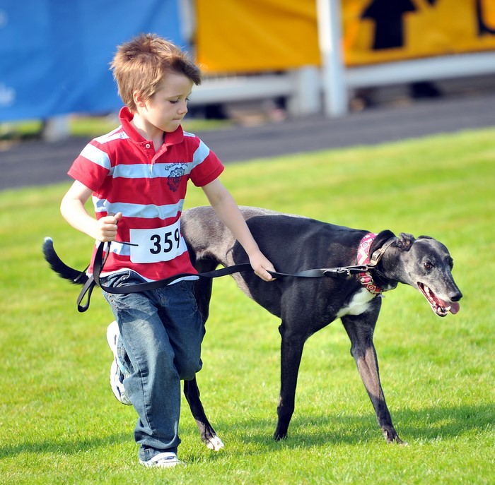 Boy with Greyhound dog at competition