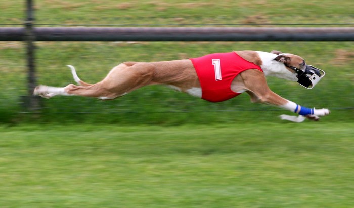 A dog wearing a red vest and muzzle running