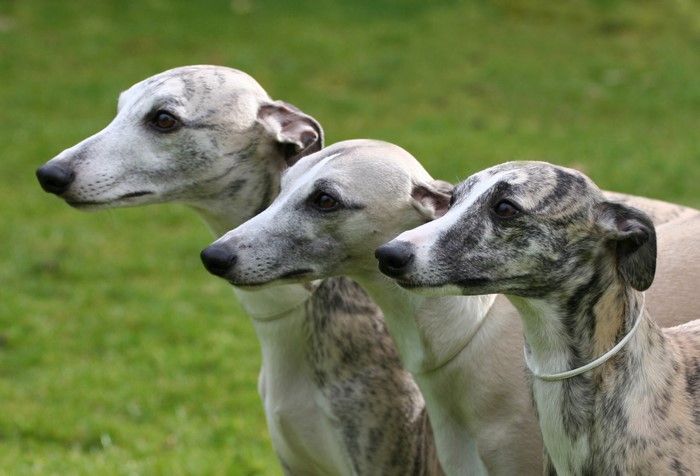 Three Whippets standing in a grassy field