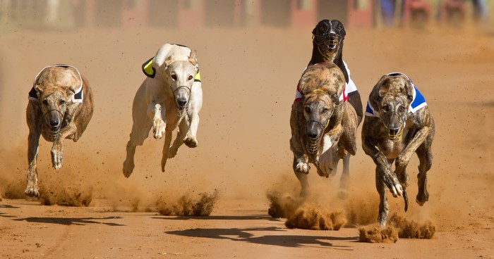 Greyhounds racing on a dirt track