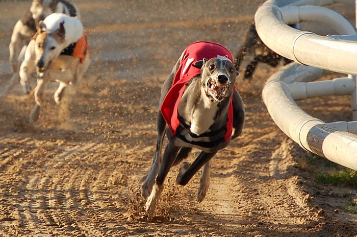 Greyhounds racing on a dirt track