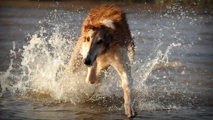 Borzoi dog running through water with splashes
