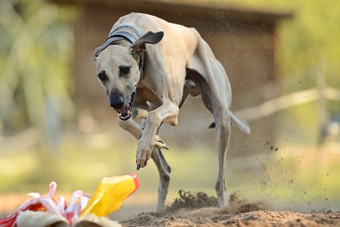 Sighthound dog running after a lure