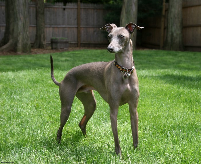 Italian Greyhound standing on grass in a backyard
