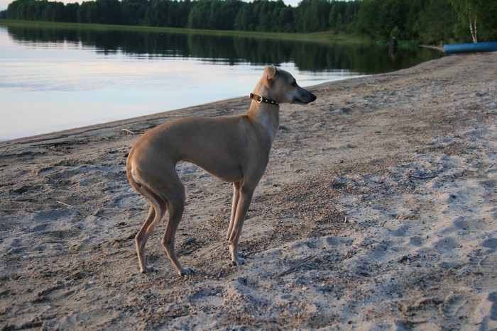 Sighthound dog on a sandy beach by a lake