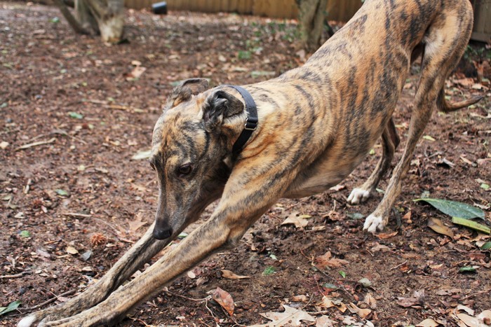 Brindle Greyhound Dog in Play Bow