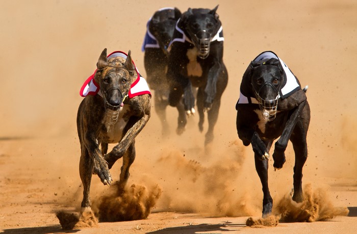 Greyhounds racing on a dirt track